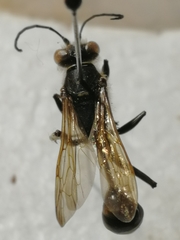 Sceliphron deforme
