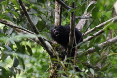 Leontopithecus chrysopygus