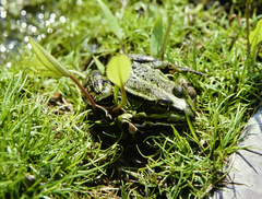 Pelophylax