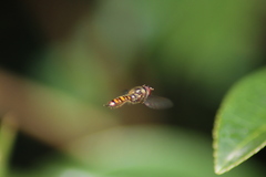 Episyrphus balteatus