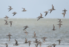 Calidris canutus rufa
