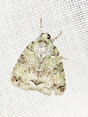 Blenina squamifera