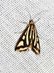 Loxostege venustalis