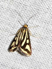 Loxostege venustalis