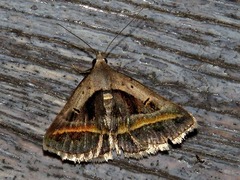 Acantholipes trimeni