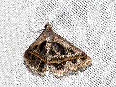 Acantholipes trimeni