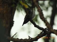 Chlorostilbon assimilis