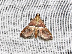 Endotricha consobrinalis consobrinalis