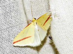Rhodometra sacraria