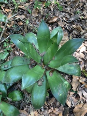 Agave chiapensis