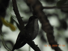 Chlorostilbon assimilis