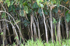 Montrichardia