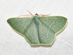 Thalassodes quadraria