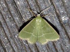 Chlorissa attenuata