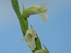 Spiranthes aestivalis