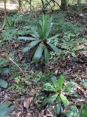 Agave chiapensis