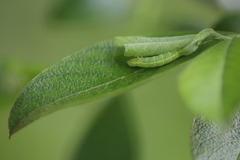 Lepidoptera