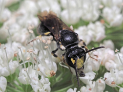 Hylaeus pectoralis