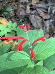 Salvia cinnabarina