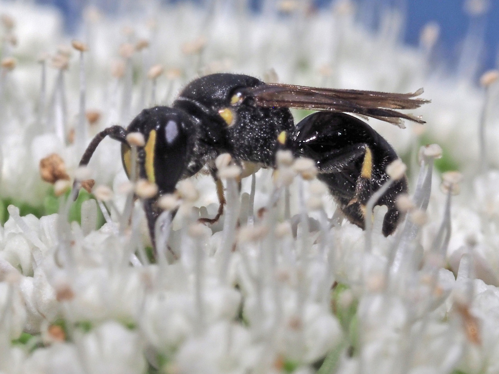 Reed Yellow-face Bee
