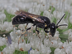 Hylaeus pectoralis