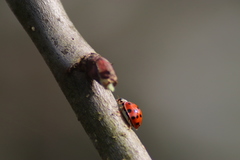 Harmonia axyridis