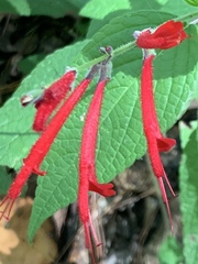 Salvia cinnabarina