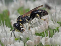 Hylaeus pectoralis
