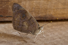 Eunica monima modesta