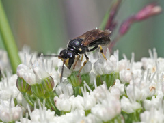 Hylaeus pectoralis