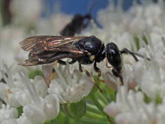 Hylaeus pectoralis