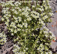 Sabulina nuttallii fragilis