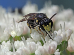 Hylaeus pectoralis