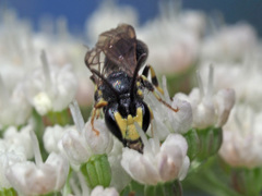 Hylaeus pectoralis