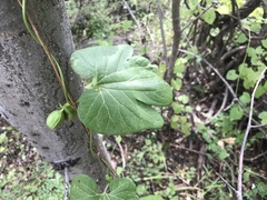 Aristolochia mutabilis