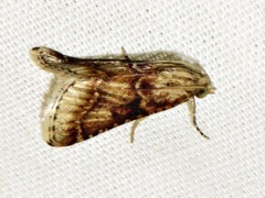 Zitha allutalis