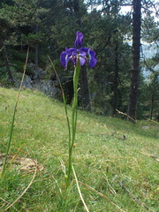 Iris latifolia