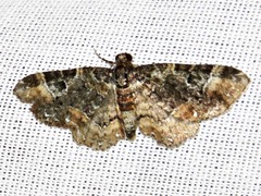 Melanthia ustiplaga