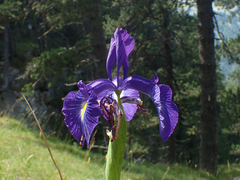 Iris latifolia