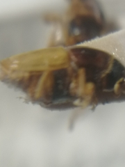 Scolytus scolytus