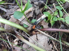 Macrophya annulata