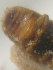 Scolytus scolytus