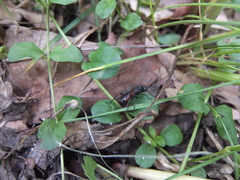 Macrophya annulata