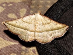 Drepanogynis admiranda