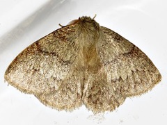 Lichenopteryx