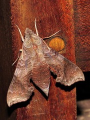 Temnora marginata