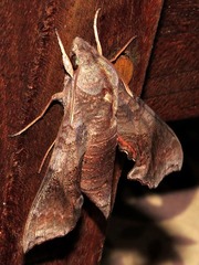Temnora marginata