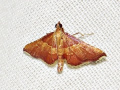 Endotricha erythralis