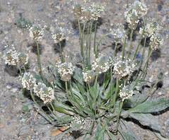 Plantago lagopus