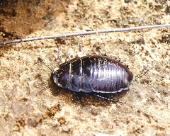 Geoscapheus robustus